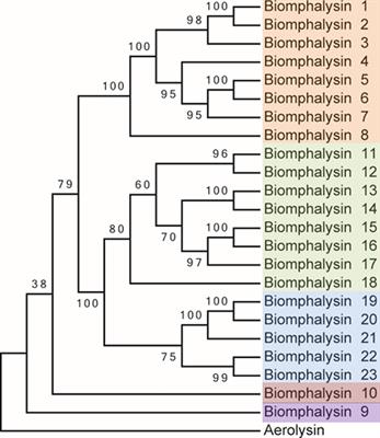 New Insights Into Biomphalysin Gene Family Diversification in the Vector Snail Biomphalaria glabrata